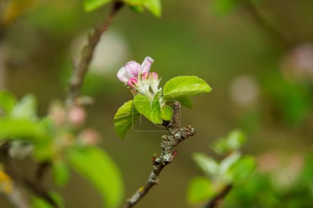 Foto de Flores florecientes de primavera en una rama de árbol frutal - Imagen libre de derechos