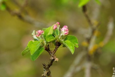 Téléchargez les photos : Floraison printanière sur une branche d'arbre fruitier - en image libre de droit