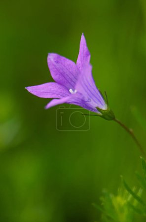 Bell (Campanula) is an extensive genus of plants from the Campanula family. They are perennial or more rarely annual herbs with alternate simple leaves and bell-shaped to funnel-shaped flowers.