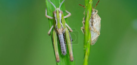 The green grasshopper (Tettigonia viridissima) is a common species of grasshopper. It mostly inhabits trees and shrubs. Like most grasshoppers (superfamily Tettigonioidea), they feed mainly on prey