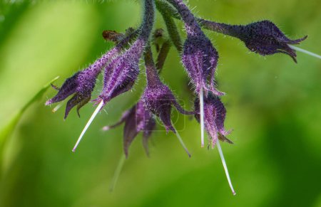 Le Comfrey (Symphytum officinale) est une plante médicinale de la famille des bourracoles. Populairement, cette plante est aussi appelée miellat, racine noire, langue de b?uf, feuille douce ou lait de jument