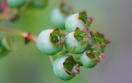 Cranberry (Vaccinium corymbosum), also known as Canadian blueberry, is a plant from the heather family. It comes from North America and has been domesticated and cultivated in Europe.