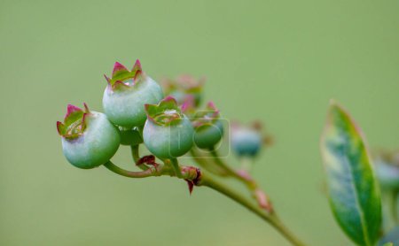 La canneberge (Vaccinium corymbosum) est une plante de la famille des bruyères. Il vient d'Amérique du Nord et a été domestiqué et cultivé en Europe.