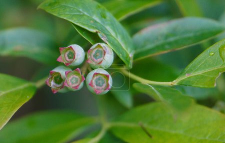 La canneberge (Vaccinium corymbosum) est une plante de la famille des bruyères. Il vient d'Amérique du Nord et a été domestiqué et cultivé en Europe.