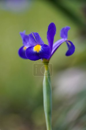 L'iris de l'herbe (Iris graminea) est une plante herbacée vivace et touffue de la famille des iris (Iridaceae) qui pousse principalement en Europe centrale.