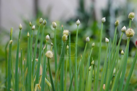 Winterzwiebeln, auch als Schalotte (Allium fistulosum) bekannt, sind ein Zwiebelgemüse aus der Familie der Amaryllis. Es wird im Volksmund manchmal als Mähen bezeichnet