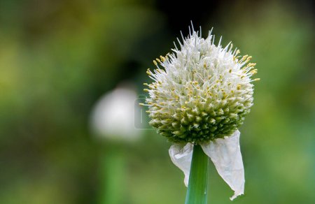 L'oignon d'hiver (Allium fistulosum) est un légume bulbeux de la famille des amaryllis. Il est populairement parfois appelé une tonte