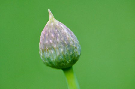 Winter onion, also known as scallion (Allium fistulosum) is a bulbous vegetable from the amaryllis family. It is popularly sometimes called a mowing