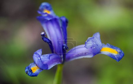 Grass iris (Iris graminea) is a perennial and tufted herb from the iris family (Iridaceae) that grows mainly in Central Europe