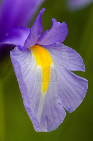 Grass iris (Iris graminea) is a perennial and tufted herb from the iris family (Iridaceae) that grows mainly in Central Europe