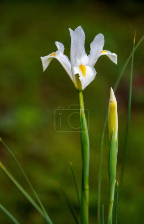 L'iris de l'herbe (Iris graminea) est une plante herbacée vivace et touffue de la famille des iris (Iridaceae) qui pousse principalement en Europe centrale.