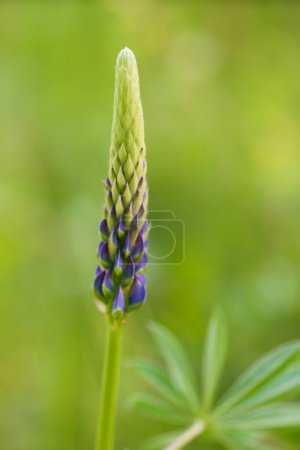Lupine polyphyllus (Lupinus polyphyllus) ist eine mehrjährige Blütenpflanze aus der Familie der Leguminosen (Fabaceae).).