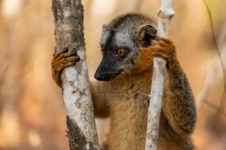 Foto de Lemur frenterojo - Eulemur rufifrons, hermoso primate de Madagascar Bosques secos de la costa oeste, bosque de Kirindi, Madagascar. - Imagen libre de derechos