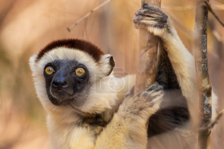 Foto de Sifaka de Verreaux - Propithecus verreauxi, bosque seco Madagascar costa oeste, lindo primate, Madagascar endemite. - Imagen libre de derechos