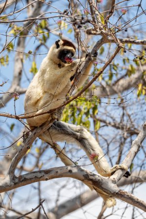 Foto de Sifaka de Verreaux - Propithecus verreauxi, bosque seco Madagascar costa oeste, lindo primate, Madagascar endemite. - Imagen libre de derechos
