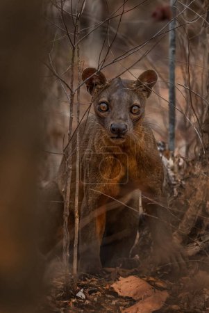 Téléchargez les photos : Fossa - Cryptoprocta ferox, forêt de Kirindi, Madagascar. Le plus grand prédateur des forêts malgaches
. - en image libre de droit