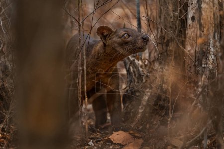 Foto de Fossa - Cryptoprocta ferox, bosque de Kirindi, Madagascar. El mayor depredador de los bosques de Madagascar
. - Imagen libre de derechos