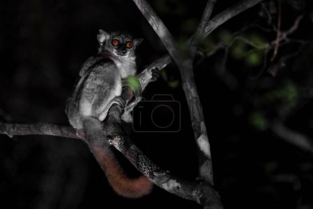 Foto de Lemur deportivo de cola roja - Lepilemur ruficaudatus, pequeño lémur deportivo endémico de Madagascar nocturno escondido en el árbol
. - Imagen libre de derechos