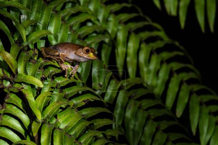 Téléchargez les photos : Rainette malgache - Boophis madagascariensis, belle grenouille endémique des forêts malgaches, Ranomafana, Madagascar. - en image libre de droit