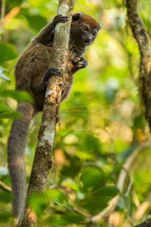Photo for Eastern Lesser Bamboo Lemur - Hapalemur griseus, Madagascar rain forest, Madagascar endemite, Cute primate, Ranomafana National Park, Madagascar. - Royalty Free Image