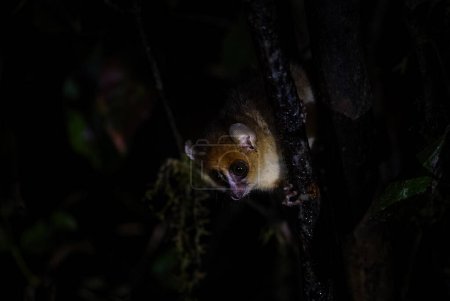 Foto de Lémur ratón marrón - Microcebus rufus, hermoso pequeño lémur nocturno de los bosques de Madagascar, Parque Nacional Ranomafana, Madagascar. - Imagen libre de derechos