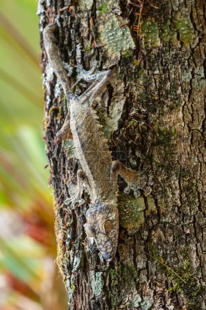 Téléchargez les photos : Gecko à queue de feuille géante - Uroplatus fimbriatus, forêt tropicale malgache, gecko rare bien masqué, endémique à Madagascar, mimétisme, camouflage. - en image libre de droit