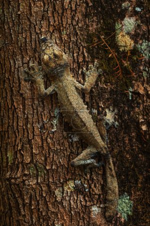 Téléchargez les photos : Gecko à queue de feuille géante - Uroplatus fimbriatus, forêt tropicale malgache, gecko rare bien masqué, endémique à Madagascar, mimétisme, camouflage. - en image libre de droit