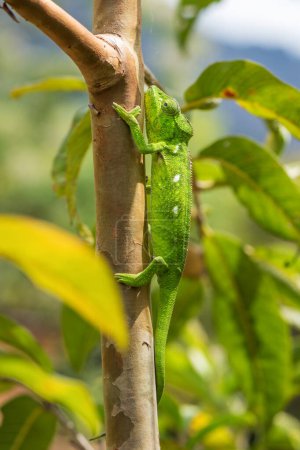 Photo for Oustalet's Chameleon - Furcifer oustaleti, beautiful colored chameleon, Madagascar endemic, Kirindi forest, Madagascar. - Royalty Free Image