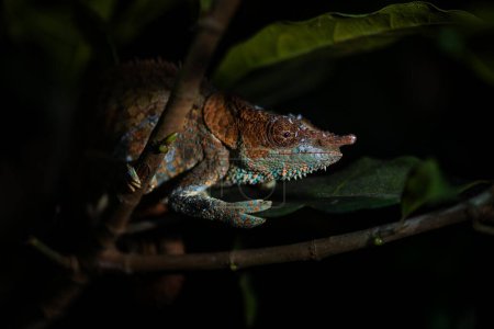 Téléchargez les photos : Caméléon à pattes bleues - Calumma crypticum, magnifique caméléon de couleur originaire des forêts tropicales de Madagascar, Parc National de Ranomafana, Madagascar. - en image libre de droit