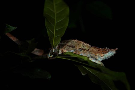 Photo for Blue-legged Chameleon - Calumma crypticum, beautiful colored chameleon from Madagascar tropical forests, Ranomafana National Park, Madagascar. - Royalty Free Image