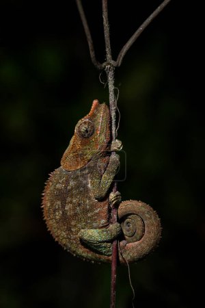 Téléchargez les photos : Caméléon à pattes bleues - Calumma crypticum, magnifique caméléon de couleur originaire des forêts tropicales de Madagascar, Parc National de Ranomafana, Madagascar. - en image libre de droit
