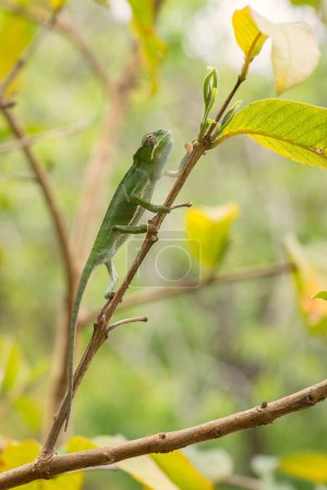Téléchargez les photos : Caméléon - Furcifer bifidus, beau caméléon vert endémique dans les forêts de Madagascar
. - en image libre de droit
