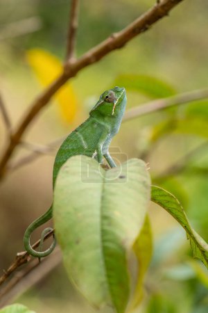 Téléchargez les photos : Caméléon - Furcifer bifidus, beau caméléon vert endémique dans les forêts de Madagascar
. - en image libre de droit