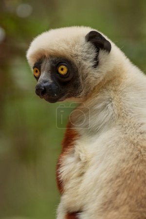 Foto de Sifaka de Coquerel - Propithecus coquereli, hermoso primate endémico en los bosques del norte de Madagascar, Madagascar. - Imagen libre de derechos