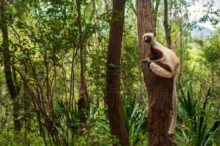 Photo for Coquerel's Sifaka - Propithecus coquereli, beautiful primate endemic in Norht Madagascar forests, Madagascar. - Royalty Free Image