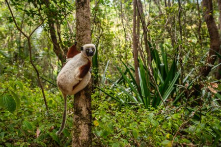Foto de Sifaka de Coquerel - Propithecus coquereli, hermoso primate endémico en los bosques del norte de Madagascar, Madagascar. - Imagen libre de derechos