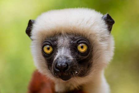 Photo for Coquerel's Sifaka - Propithecus coquereli, beautiful primate endemic in Norht Madagascar forests, Madagascar. - Royalty Free Image
