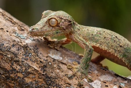 Foto de Southern Leaf-tail Gecko - Uroplatus sikorae, selva tropical, Madagascar. Gecko bien enmascarado raro escondido en el árbol en el bosque. Mímica. Camuflaje
. - Imagen libre de derechos