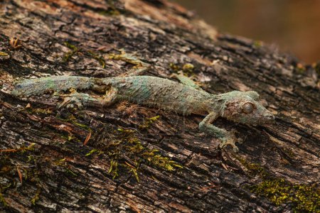 Foto de Southern Leaf-tail Gecko - Uroplatus sikorae, selva tropical, Madagascar. Gecko bien enmascarado raro escondido en el árbol en el bosque. Mímica. Camuflaje
. - Imagen libre de derechos