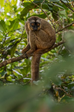 Foto de Lémur rojo - Eulemur rufus, Tsingy de Behamara, Madagascar, Lindo primate de Madagascar bosque seco. - Imagen libre de derechos