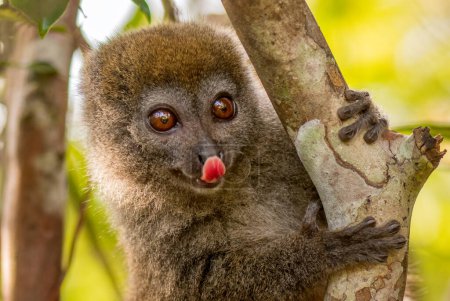 Photo for Eastern Lesser Bamboo Lemur - Hapalemur griseus, Madagascar rain forest, Madagascar endemite, Cute primate, Ranomafana National Park, Madagascar. - Royalty Free Image