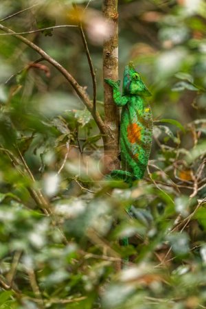 Photo for Parsons Chameleon - Calumma parsonii, rain forest Madagascar east coast. Colourful endemic lizard. - Royalty Free Image