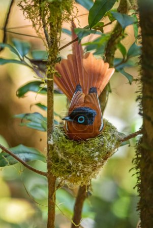 Madagaskar Paradies-Fliegenfänger - Terpsiphone mutata, Madagaskar. wunderschöner sitzender Vogel mit extrem langem Schwanz, langen Madagaskarwäldern, Büschen und Gärten.