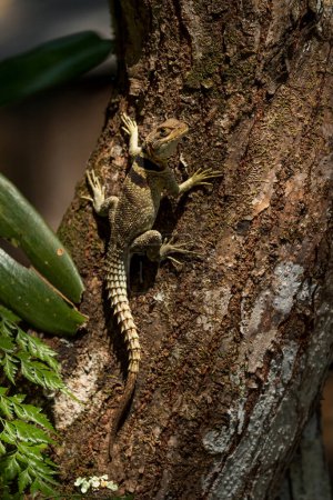 Téléchargez les photos : Martinet de Madagascar de Cuvier - Oplurus cuvieri, côte ouest de Madagascar, Tsingy. Grand lézard. - en image libre de droit