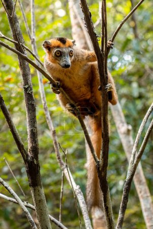 Photo for Crowned Lemur - Eulemur coronatus, beautiful colored primate from North Madagascar tropical forests and woodlands. - Royalty Free Image