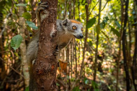 Photo for Crowned Lemur - Eulemur coronatus, beautiful colored primate from North Madagascar tropical forests and woodlands. - Royalty Free Image