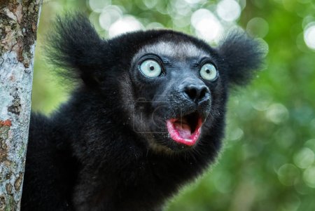 Foto de Indri - Indri indri, selva Madagascar costa este, lindo primate, Madagascar endemite. El lémur más grande. - Imagen libre de derechos