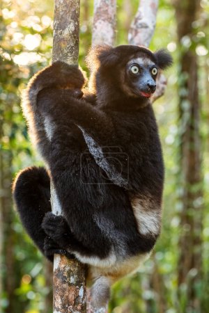 Foto de Indri - Indri indri, selva Madagascar costa este, lindo primate, Madagascar endemite. El lémur más grande. - Imagen libre de derechos