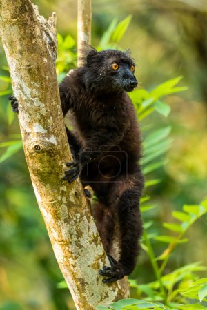 Photo for Black Lemur - Eulemur macaco, unique black primate from North Madagascar tropical forests and woodlands. - Royalty Free Image