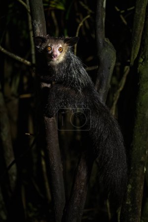 Foto de Aye-aye - Daubentonia madagascariensis, unique nocturnal primate endemic in Madagascar forests. - Imagen libre de derechos
